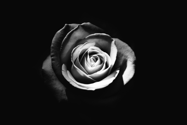 Single rose against a black background. Photo in gray scale.